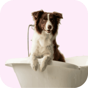 Pet Grooming