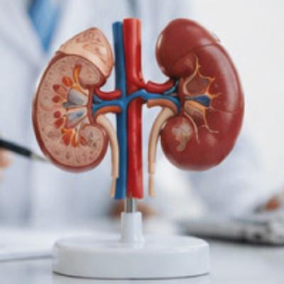 Netmeds - Kidney packages Advanced - Kidney Health