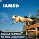 IAMS Proactive Health Adult Dog Food - Large Breed 8000 gm - Petfood