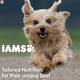 IAMS Proactive Health Smart Puppy Dog Food - Small & Medium Breed 1500 gm - Petfood