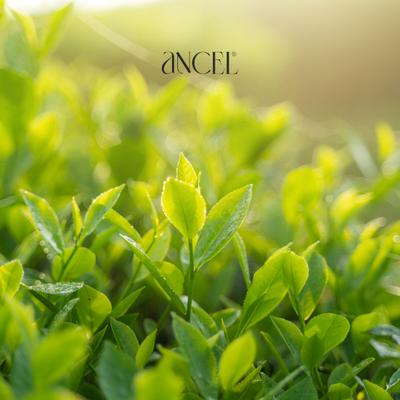 Ancel Green Tea Conditioner 300 ml - Conditioners