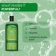 The Man Company Aloe Vera & Matcha Body Wash 200 ml - Shower Gels & Body Wash