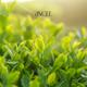 Ancel Green Tea Conditioner 300 ml - Conditioners