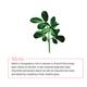 Manish Malhotra Methi Face Scrub Gel 50 Gm - Face Scrubs