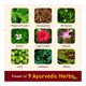 Navratna Ayurvedic Cool Oil 45 ml - Hair Oils