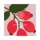 Juicy Chemistry Rosehip Seed Oil, 100% Pure and Organic Cold Pressed 30ml - Carrier Oils