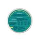 Beardhood Mustache & Beard Wax - Strong Hold All Natural 30 gm - Beard Wax