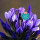 82E Bakuchiol Slip Illuminating Face Oil with Bakuchiol and Squalane (Mini) 15 ml - Face Oils