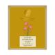 Forest Essentials Luxury Sugar Soap Neem Basil & Honey Handmade Soap 125 gm - Soaps
