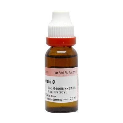 Dr. Reckeweg Thuja Occidentalis Ø Liquid 20 ml - Mother Tincture