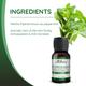 Satthwa 100% Pure Essential Oil - Peppermint 15 ml - Essential Oils