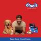Drools Kitten(1-12 Months) Dry Cat Food, Ocean Fish with Free Container 1200 gm - Petfood