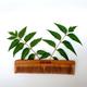 Goli Soda Double Tooth Neem Wood Comb 1's - Hair Combs