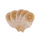 Bao Health One Piece Open Ostomy Bag with Filter & Velcro Closure (1146008F) (15 - 60 mm) 20's - Urology Supplies