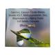 BONABOND Capsule 10's - Supplements-Vam