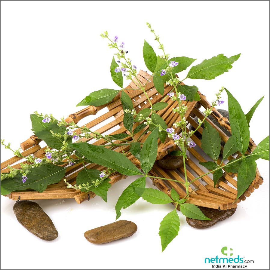 nirgundi benefits