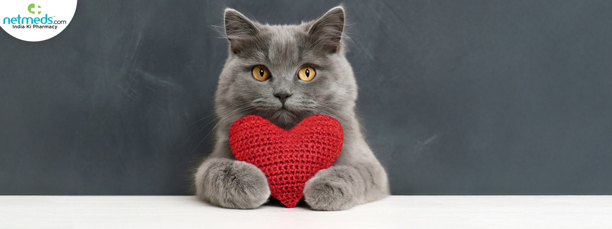 heart-paws-cat_1200x450