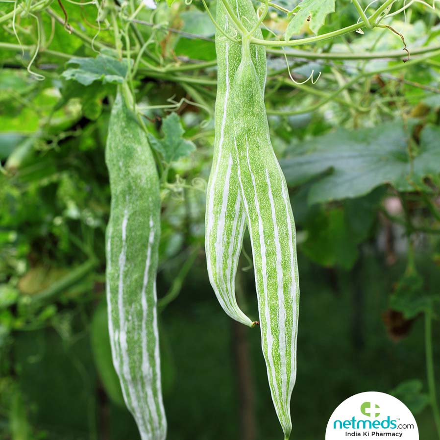 Snake gourd botany
