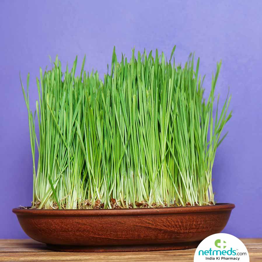Wheatgrass