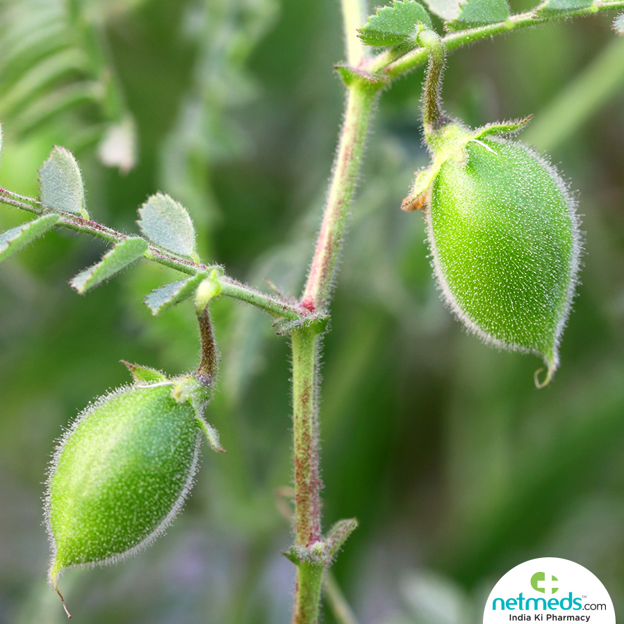 Chickpea plant