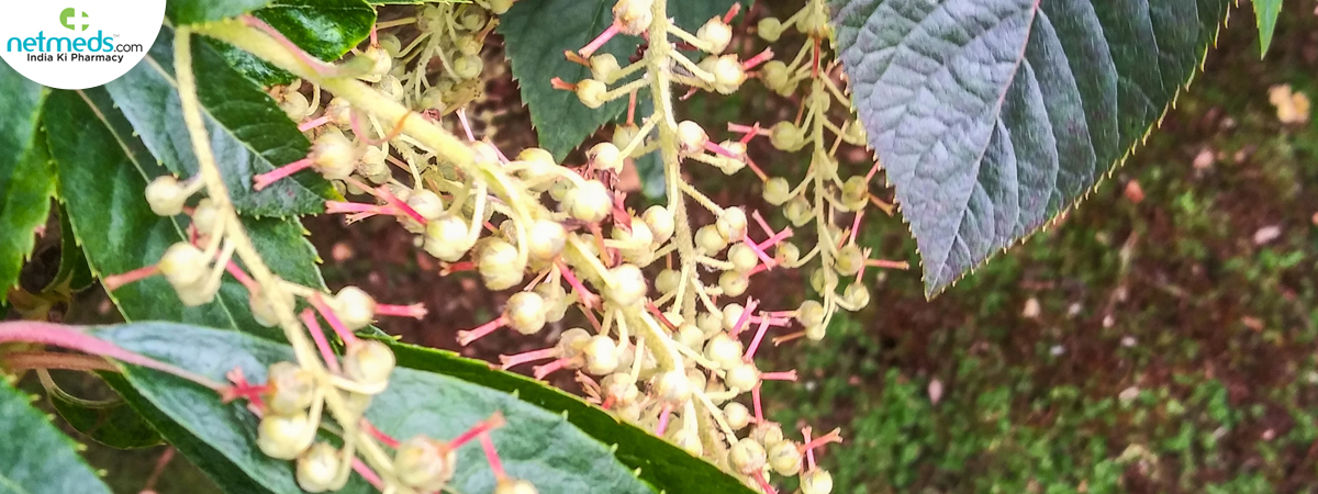 sourwood-oxydendrum_1200x450