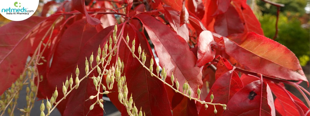 Sourwood_1200x450