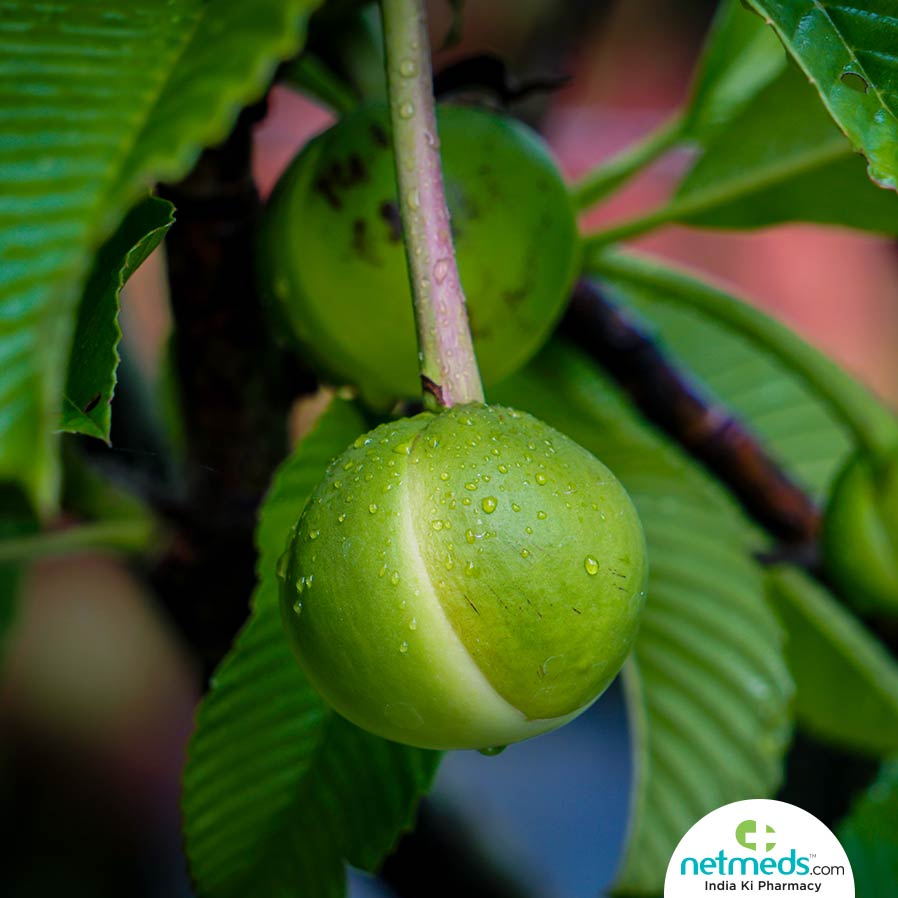 chalta fruit