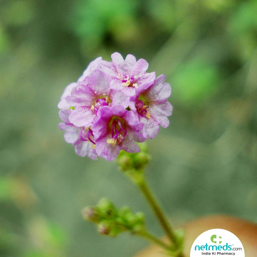 punarnava health benefits