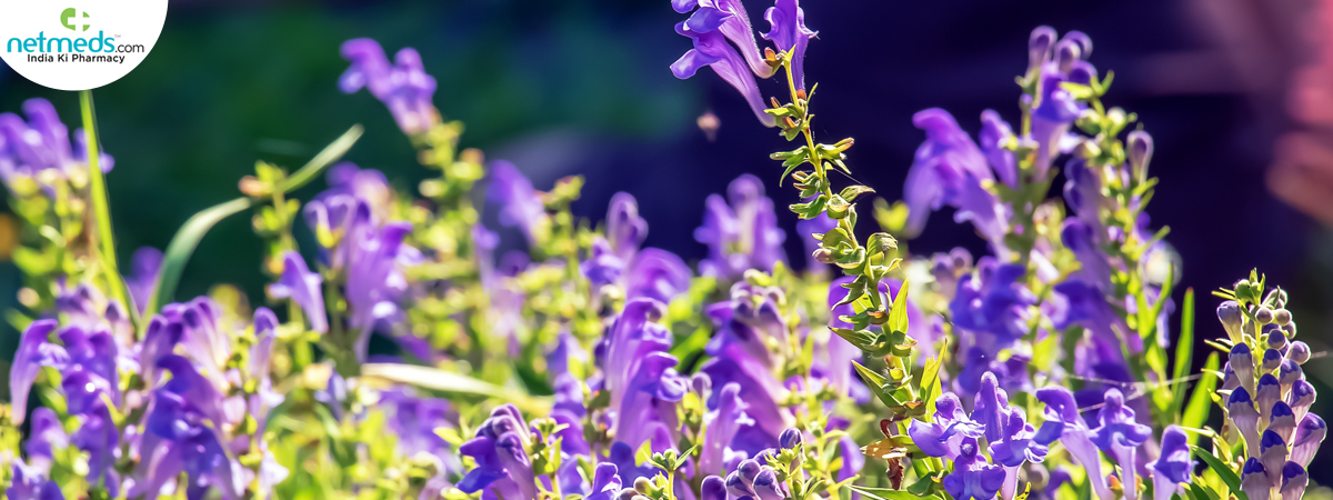 scutellaria-baicalensis_1200x450