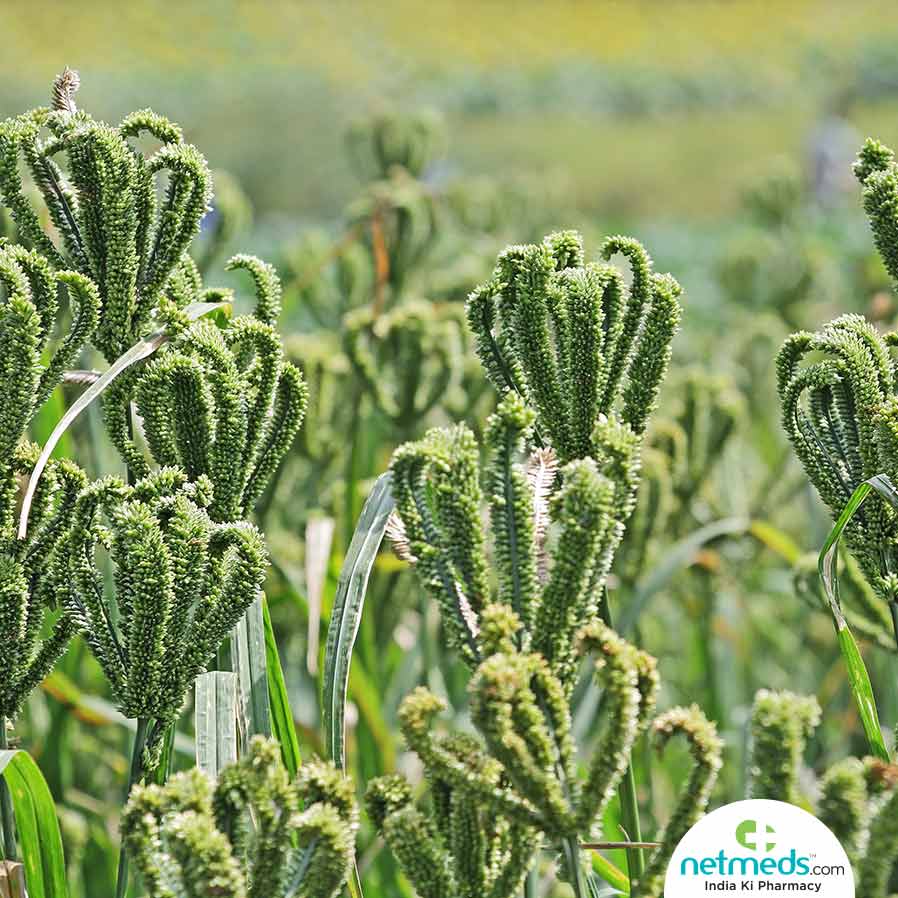 ragi crops